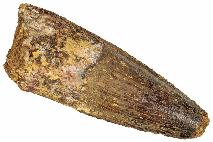 Fossil Spinosaurus Tooth - Robust Tooth #305594